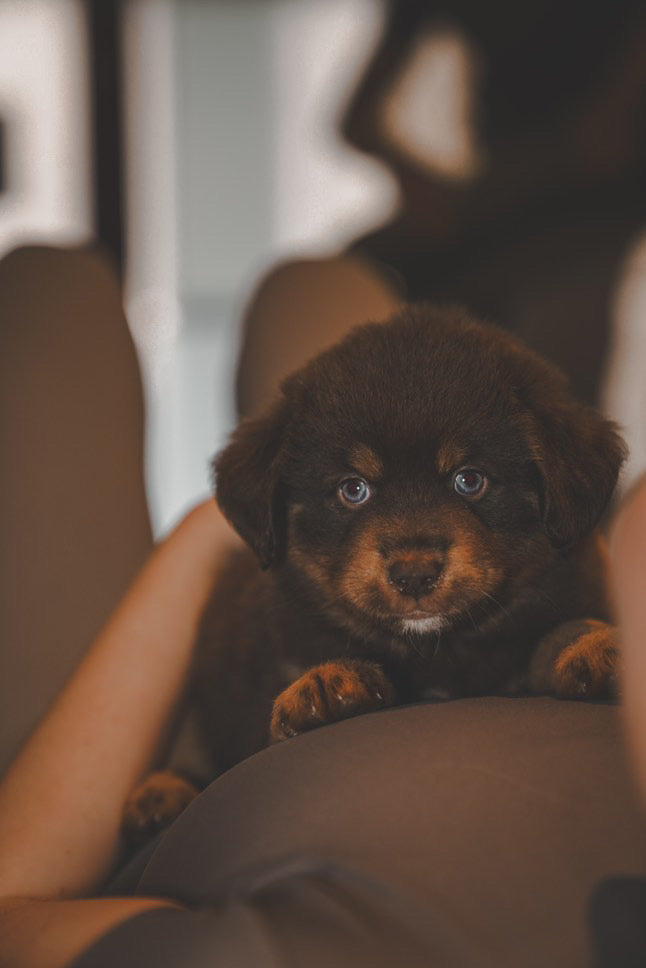 Puppy Yoga Place 01/03/2026