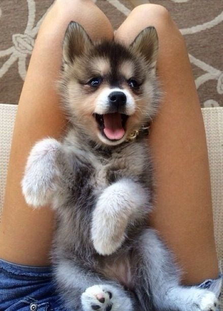 Puppy Yoga Place 12/10/2025