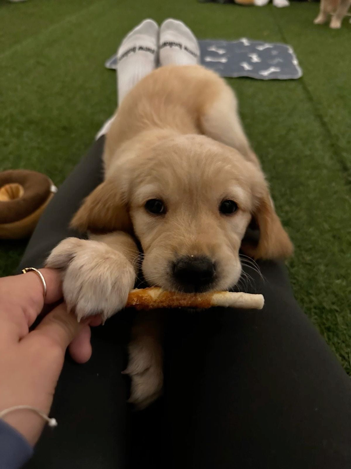 Puppy Yoga Place