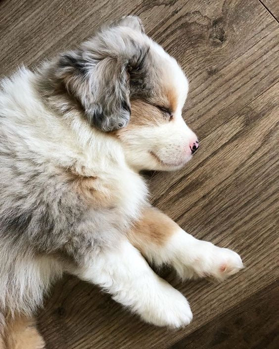 Puppy Yoga Place